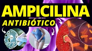 AMPICILINA Apresentação mecanismos de açãoindicação interação reações e cuidados de enfermagem [upl. by Drice551]