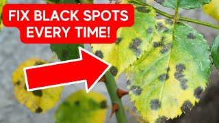 How To Fix Root Rot  No More Black Spots On Rose Leaves [upl. by Moreland545]