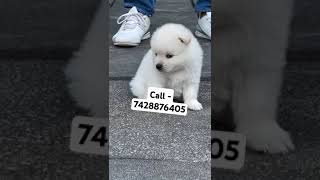 White toy pom puppies for sale in Delhi ncr kidssong song rhymes trending viralvideo kids [upl. by Juli193]