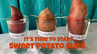 It’s Time To Start Sweet Potato Slips [upl. by Catherine783]