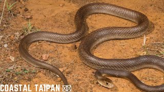 Coastal taipan 🙏🌍 Oxyuranus scutellatus THE FOREST SHOOT [upl. by Inavoj860]