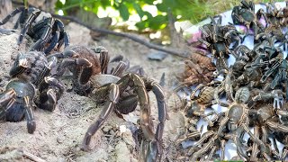 Catch amp Cooking BIG TARANTULAS SPIDER in the Wild Near My Village Yummy Eating  Tarantulas Recipe [upl. by Chucho]