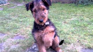 Training an Airedale puppy [upl. by Anitteb272]