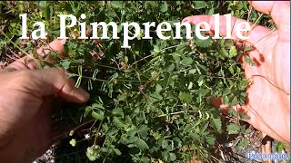 La pimprenelle plantes sauvage comestible [upl. by Wallache]