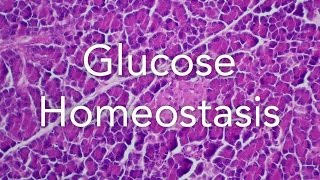 A2 Biology Glucose homeostasis Pancreas and Liver [upl. by Alemrac591]