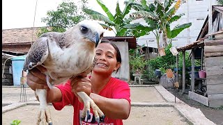 BURUNG ELANG BAGONG PULANG MINTAK MAKAN [upl. by Hilly842]