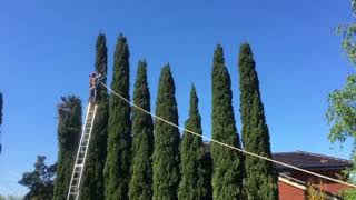 Pruning top 20 of Italian Cypresses off over a pool 👍 [upl. by Beasley]