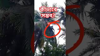 বানরের মতো কীভাবে গাছে উঠে দেখুন।mdzahiradil tree amazingthings 2024 november shorts [upl. by Necila]