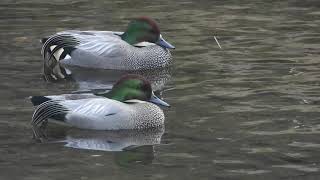 ヨシガモ  Falcated duck [upl. by Iphagenia]