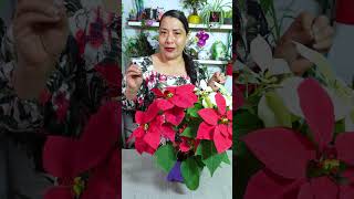 Cuidados de la flor de pascua o noche buena plantas [upl. by Nauh]