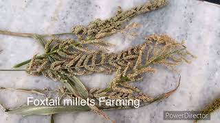 Foxtail millets farming choti or badi kangani for small birds baggieslove birds and sun conure [upl. by Boaten]