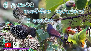 ශ්‍රී ලංකාවට ආවේණික කුරුල්ලෝ 2 කොටස [upl. by Tobe456]