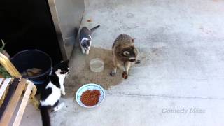 Raccoon Steals Food Smooth Criminal [upl. by Nnylf]