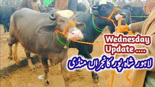 Lahore Shahpur Kanjra Mandi Top Beautiful Jhotian  Heifers Farming Business  Young Katti Farming [upl. by Ybsorc]