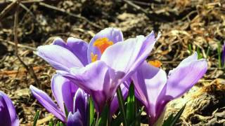 Blooming Crocus Flower Bulb Time Lapse [upl. by Kurr]