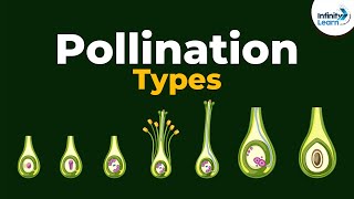 Types of Pollination  Dont Memorise [upl. by Smitty]