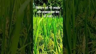 former dhan lifeofformerrice viralvideo shorts trendingmotivation farmer [upl. by Ryley]