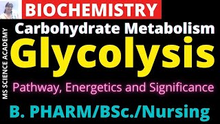 GlycolysisPathwayCarbohydrate MetabolismBiochemistryB PharmacyBScNursing [upl. by Ettevahs169]