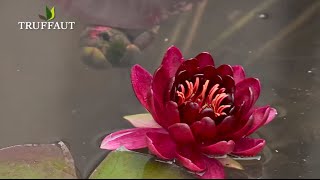 Les nénuphars  installer un nénuphar dans un bassinplante aquatique  Truffaut [upl. by Ahsilahs]