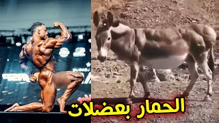 عضلات الحمار اقوى من لاعبين كمال الاجسام والسبب [upl. by Ilowell]