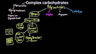 amylose amylopectin glycogen and cellulose [upl. by Kaylil]