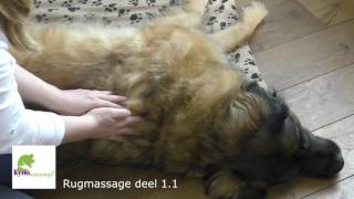 Hondenmassage  Rugmassage deel 11 [upl. by Ennaecarg773]