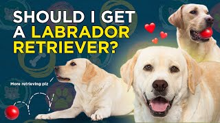 Should I get a Labrador Retriever VetVid Dog Breed Video [upl. by Nnyleahs603]