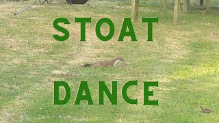 Mesmerizing Stoat Dance in My Garden Wait for it  Best Viral Videos [upl. by Salamanca]