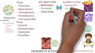 MICROBIOTE INTESTINAL  Première partie  Structure et écologie [upl. by Ayidah]