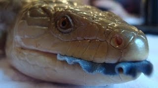 San Diego Zoo Kids  Blue Tongued Skink [upl. by Hercule]