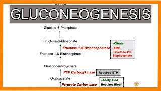 Gluconeogenesis [upl. by Anorahs]