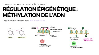 Méthylation de lADN  Biochimie Facile [upl. by Niccolo216]