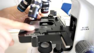 ALevel Biology Calibration of Eyepiece Graticule with stage micrometer [upl. by Rubbico817]