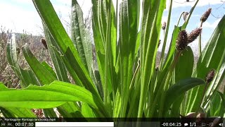 Piantaggine Plantago lanceolata [upl. by Norty]