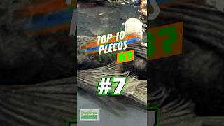 TOP 10 PLECOS 7 [upl. by Joel]