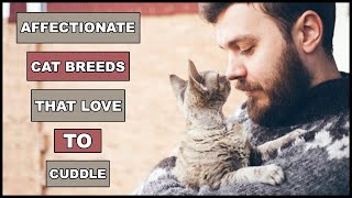 Most Affectionate Cat Breeds That Actually Love To Cuddle  Animal Globe [upl. by Theta610]