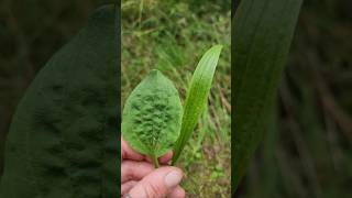 Broadleaf amp Narrowleaf Plantain plants shorts nature pnw helper [upl. by Elleunamme581]