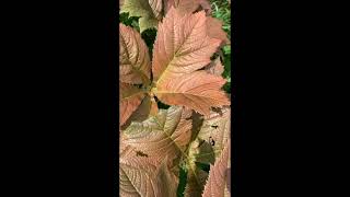 Rodgersia Bronze Peacock groundcover gardening plants [upl. by Esorbma]