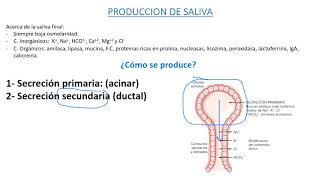 secrecion salivalpancreatica y hepatica [upl. by Ardme]