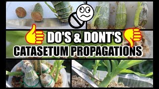 DOS amp DONTS  How to succefully Propagate Catasetums [upl. by Grinnell]