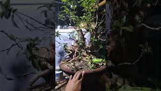 BONSAI Tugas Bato or Tugas Gensan VITEX PARVIFLORA wiring time [upl. by Zaremski]