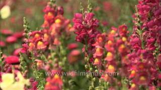 Snapdragon flowers Antirrhinum majus in Mughal gardens at Rashtrapati Bhavan [upl. by Htez]