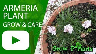 Armeria plant  grow amp care Thrift plant [upl. by Susan]