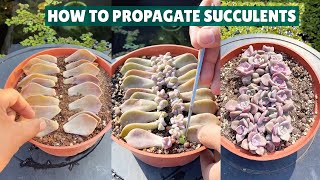 How I Propagate My Succulents 🪴 Succulent Garden 多肉植物  다육이들  Suculentas [upl. by Wildee]