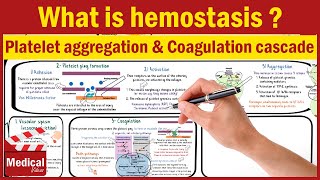 Pharmacology CVS 19 What Is Hemostasis  Platelet Aggregation and Coagulation Cascade MADE EASY [upl. by Levitt]