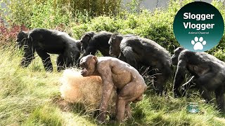 Hairless Chimp Jambo Does The Deed [upl. by Nylasoj855]