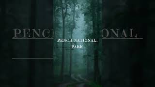 Pench national park penchnationalpark shortsvideo [upl. by Ahsya]