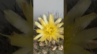 Кактус Копиапуа  Copiapoa cactus [upl. by Charleen165]