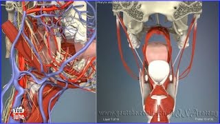 Pharynx and laryx close up  3D Human Anatomy  Organs [upl. by Farica]