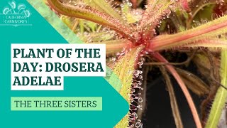 Plant of the Day Drosera adelae [upl. by Drahcir]